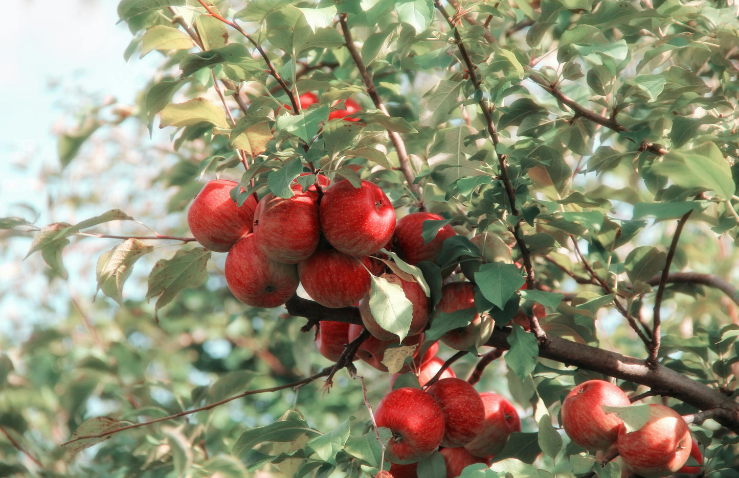 Apple - Shimla