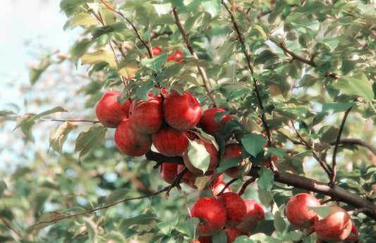 Apple - Shimla